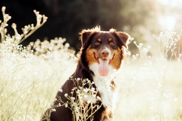 Australský Ovčák Aussie Pes Poli Při Západu Slunce — Stock fotografie
