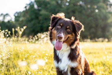 Avustralya çoban köpeği. Günbatımında bir tarlada Avustralyalı köpek.