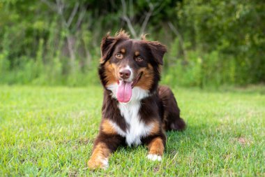 Avustralya çoban köpeği. Günbatımında bir tarlada Avustralyalı köpek.