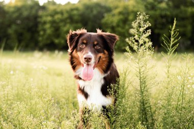 Avustralya çoban köpeği. Günbatımında bir tarlada Avustralyalı köpek.