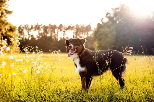 オーストラリアの羊飼い犬 日没時に野原にいるオージー犬 — ストック写真