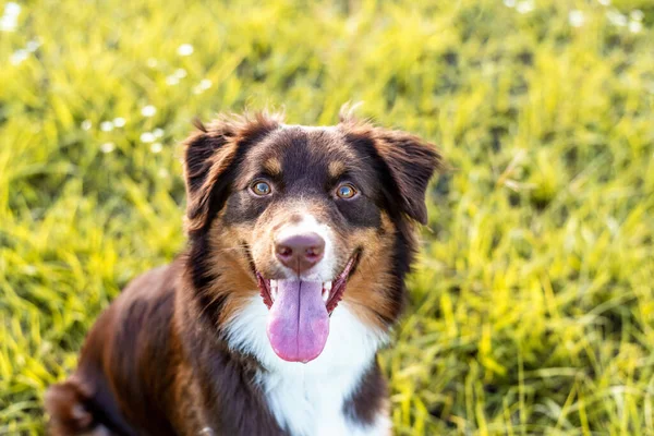 Australian Shepherd Hund Aussie Hund Ett Fält Vid Solnedgången — Stockfoto