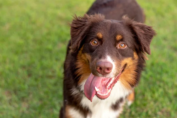 オーストラリアの羊飼い犬 日没時に野原にいるオージー犬 — ストック写真