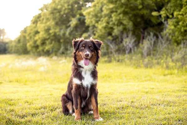 Avustralya çoban köpeği. Günbatımında bir tarlada Avustralyalı köpek.