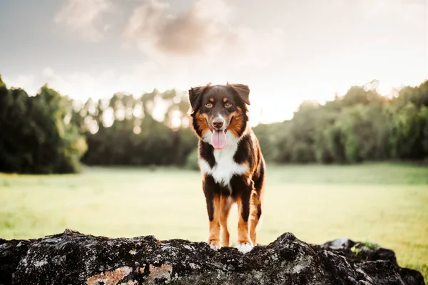 Australische Herdershond Aussie Hond Een Veld Bij Zonsondergang — Stockfoto