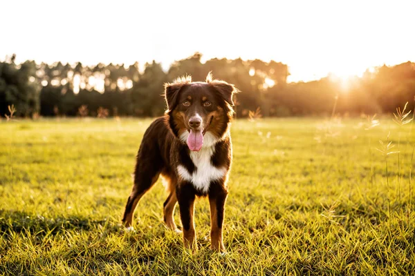 Australian Shepherd Hund Aussie Hund Ett Fält Vid Solnedgången — Stockfoto