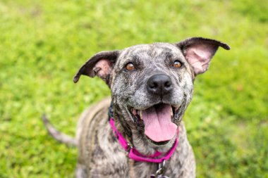 Pitbull karışık köpek Parkta güneşli bir günün tadını çıkarıyor