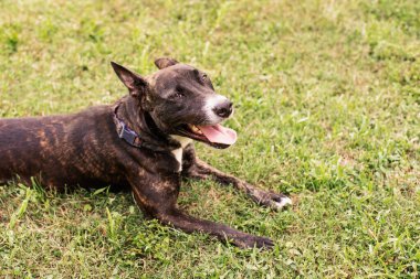 Pitbull karışık köpek Parkta güneşli bir günün tadını çıkarıyor