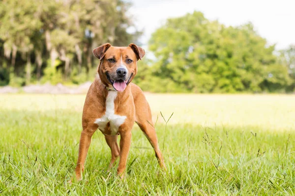 公園で晴れた日を楽しむピッツブルミックス犬 — ストック写真