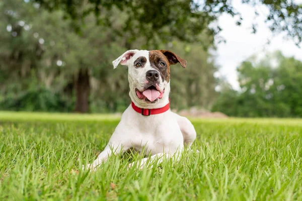 Смешанная Спасательная Собака Наслаждается Солнечным Парком Зеленой Травой — стоковое фото