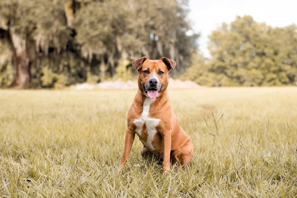 Pitbull Mix Pes Těší Slunečný Den Parku — Stock fotografie