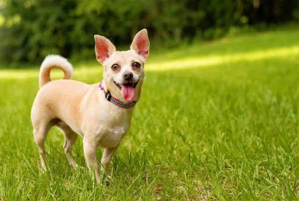タンChihuahua犬は非常に緑の芝生の上で地元の公園で満足している — ストック写真