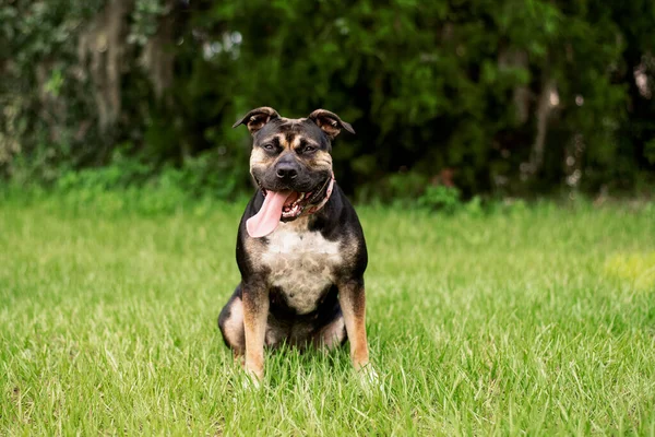 Pitbull karışık köpek Parkta güneşli bir günün tadını çıkarıyor