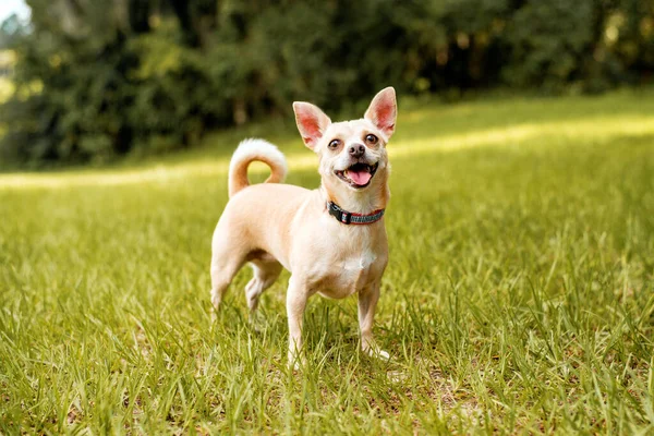 Tan Chihuahua Perro Muy Feliz Parque Local Hierba Verde — Foto de Stock