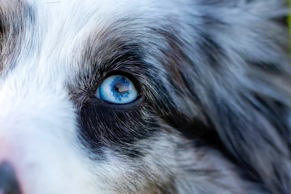 Αυστραλός Βοσκός Mini Γκρι Και Λευκό Aussie Μπλε Μάτια — Φωτογραφία Αρχείου