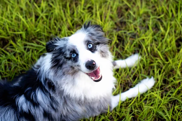 Avustralya çoban köpeği. Mini gri ve beyaz Avustralyalı mavi gözlü