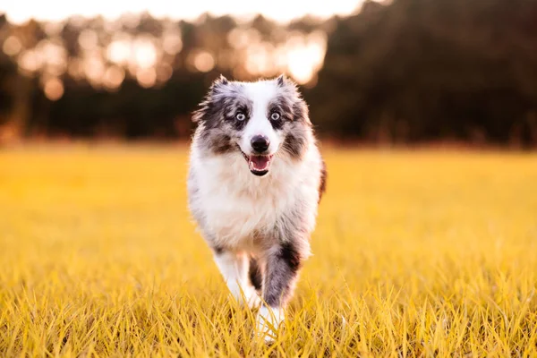 Pastor Australiano Mini Aussie Gris Blanco Con Ojos Azules —  Fotos de Stock