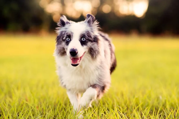 Pastor Australiano Mini Aussie Gris Blanco Con Ojos Azules —  Fotos de Stock