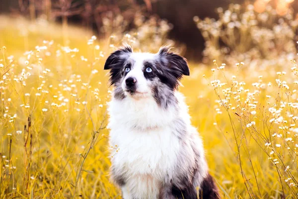 Australský Ovčák Mini Šedá Bílá Aussie Modrýma Očima — Stock fotografie