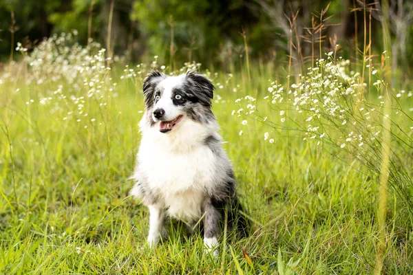 Pastor Australiano Mini Aussie Gris Blanco Con Ojos Azules —  Fotos de Stock