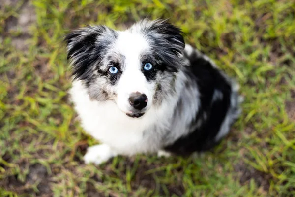 Australský Ovčák Mini Šedá Bílá Aussie Modrýma Očima — Stock fotografie
