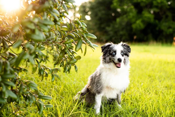 Australian Shepherd Mini Grey White Aussie Blue Eyes — Stock Photo, Image