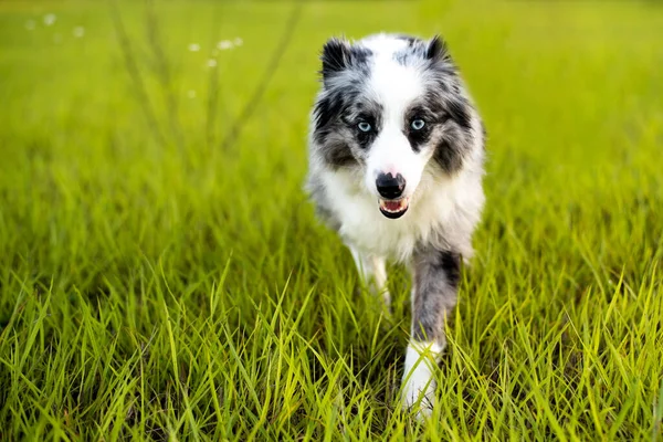 Australische Herder Mini Grijs Wit Aussie Met Blauwe Ogen — Stockfoto