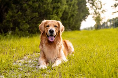 Bir Golden Retriever köpeği yeşil çimenler ve eski çitlerle bir patikada yatıyor.