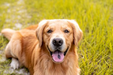 Parktaki bir Golden Retriever 'ın kafasını ve yüzünü kapatın.