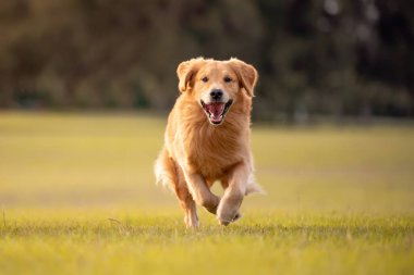 Yetişkin bir Golden Retriever köpeği parkta yeşil çimenli açık bir alanda oynar ve koşar.