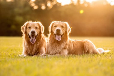 Bir çift safkan Golden Retriever köpeği gün batımında çimenli arazide altın saatinde