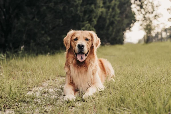 Złoty Pies Retriever Leżący Szlaku Wiejskiej Drodze Zieloną Trawą Starym — Zdjęcie stockowe
