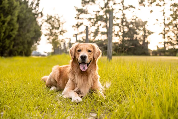 Seekor Anjing Golden Retriever Berbaring Jalan Setapak Dengan Rumput Hijau — Stok Foto