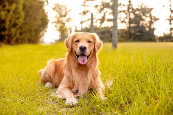 Golden Retriever Dog Laying Trail Country Road Green Grass Old — Stock Photo, Image