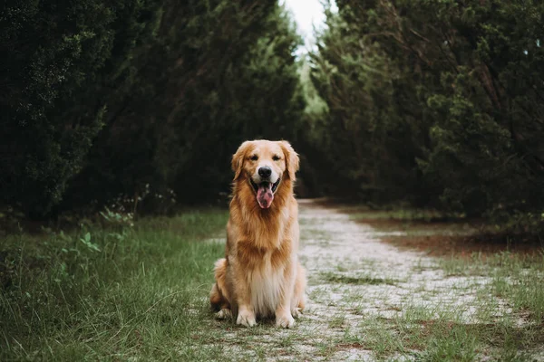 Ormandaki Uzun Karanlık Selvi Ağaçlarının Ortasında Bir Patikada Oturan Köpeği — Stok fotoğraf