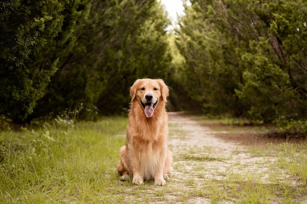 Retriever Sitting Path Middle Tall Dark Cypress Trees Forest — Stock Photo, Image