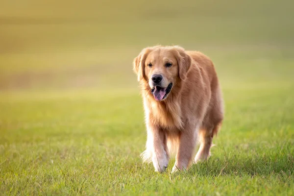 Cão Adulto Golden Retriever Joga Corre Parque Campo Aberto Com — Fotografia de Stock