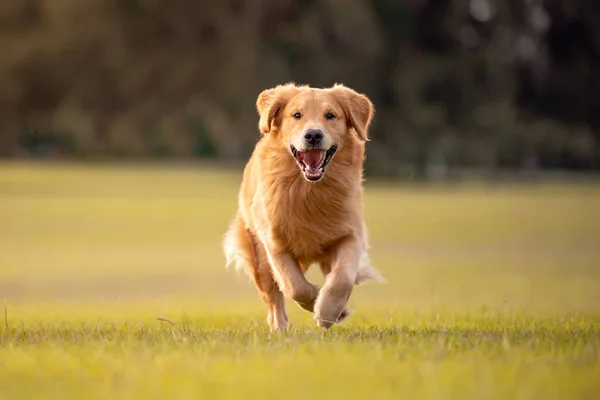 大人のゴールデンレトリバー犬が遊び 公園で緑の芝生のオープンフィールドを実行します — ストック写真