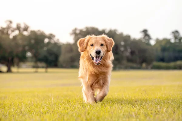 Yetişkin bir Golden Retriever köpeği parkta yeşil çimenli açık bir alanda oynar ve koşar.