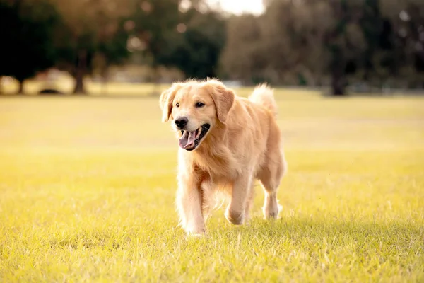 Câine Adult Golden Retriever Joacă Aleargă Într Parc Câmp Deschis — Fotografie, imagine de stoc