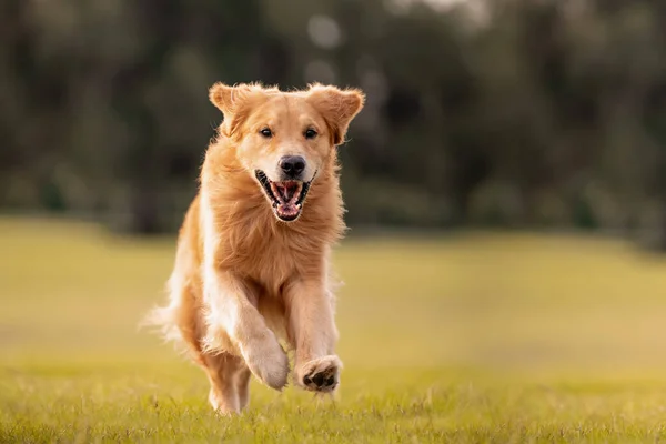 大人のゴールデンレトリバー犬が遊び 公園で緑の芝生のオープンフィールドを実行します — ストック写真