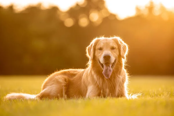 Stunning adult golden retriever laying down on grass at a field during golden hour sunset