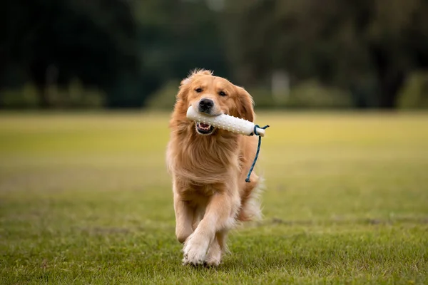 Золотой Ретривер Дрессирует Собаку Получить Бампер Большом Травяном Поле Закате — стоковое фото