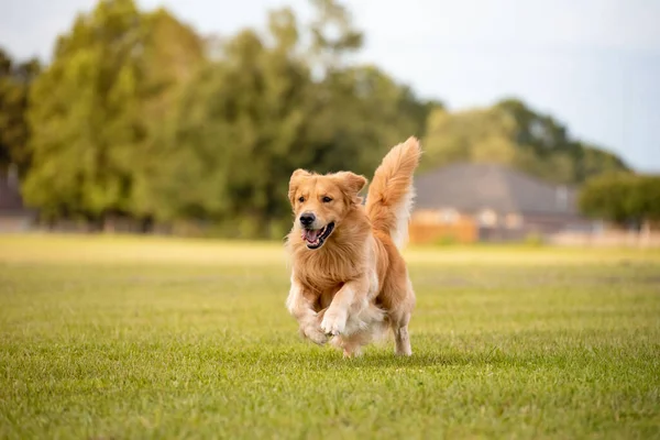 Yetişkin bir Golden Retriever köpeği parkta yeşil çimenli açık bir alanda oynar ve koşar.