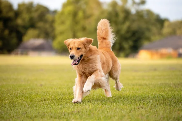 Cão Adulto Golden Retriever Joga Corre Parque Campo Aberto Com — Fotografia de Stock