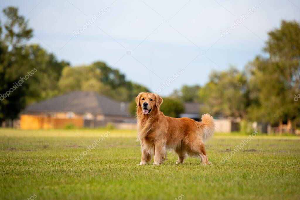 Playful golden standing in a field at a park waiting for ball toss