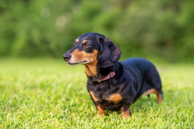 Çimlerin üzerinde duran minyatür bir Dachshund