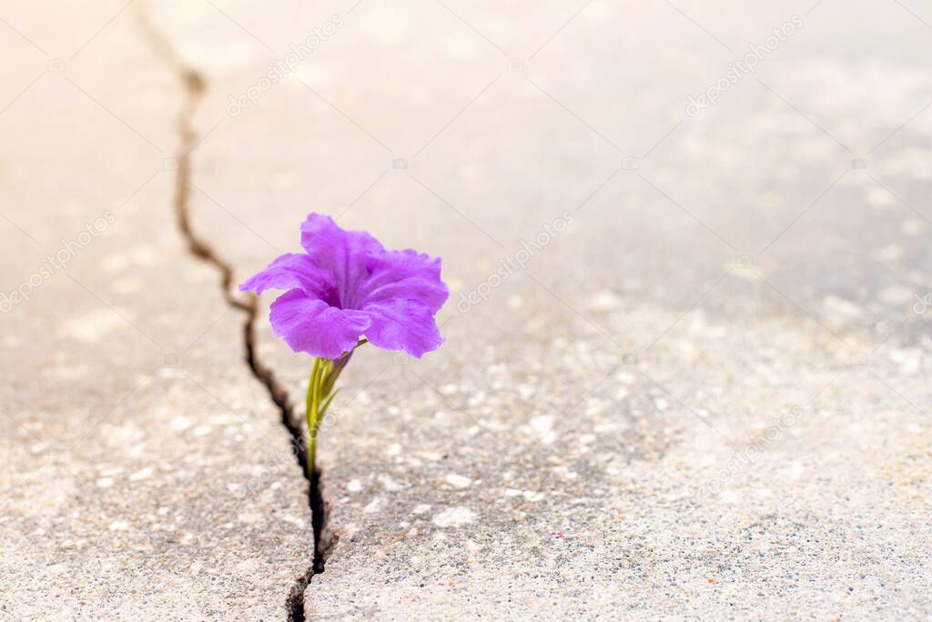 Purple flower growing from crack in the rode, hope and new growth in the middle of crisis, new life
