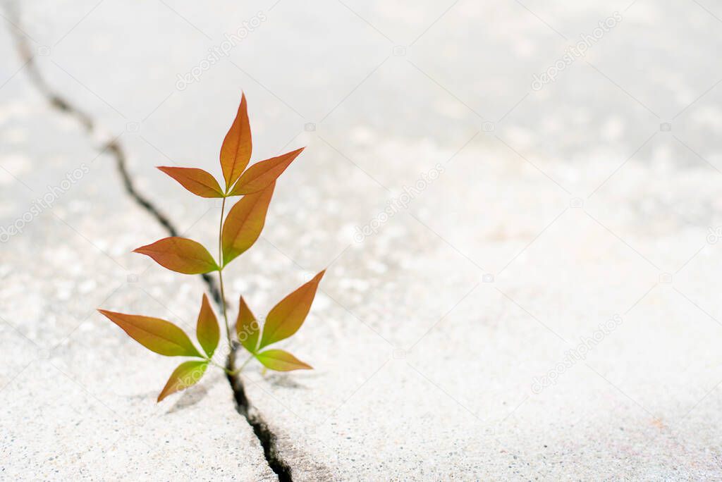 Nandina plant growing from crack in the rode, new growth in the middle of crisis, new life new hope