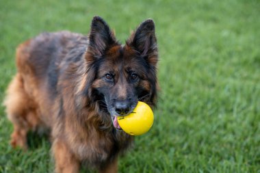 Alman Çoban Köpeği Sağlıklı Safkan Köpek gece geç saatlerde arka bahçede çekilmiş.